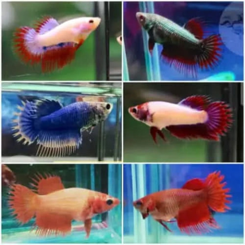 Betta (Siamese Fighting Fish)  CROWNTAIL BETTA  ASSORTED FEMALE