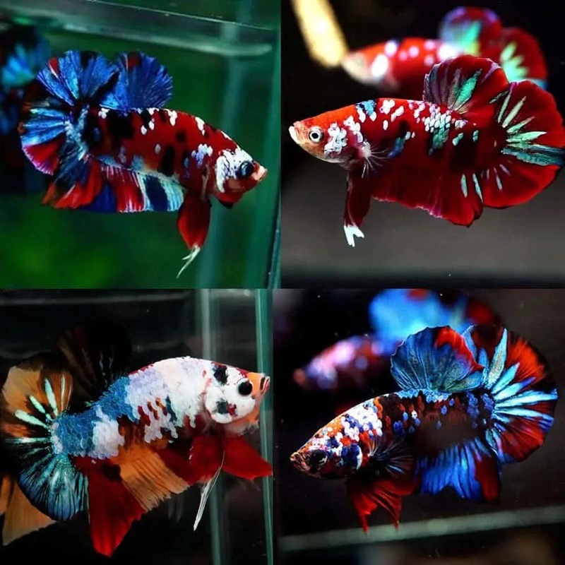 Betta (Siamese Fighting Fish)  NEMO PLAKAT BETTA  ASSORTED MALE