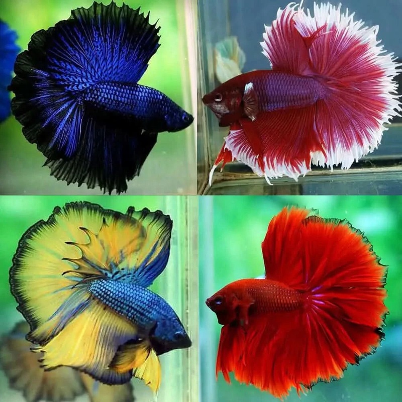Betta (Siamese Fighting Fish)  Premium Assorted Halfmoon Betta  MALE