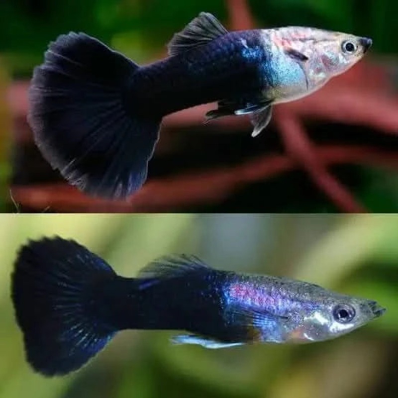 Black Guppy pair