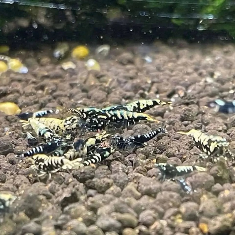 Black Pinto Shrimp - Mix Size/Grade