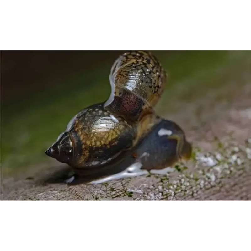 Bladder Snail ( Pack Of 10 )
