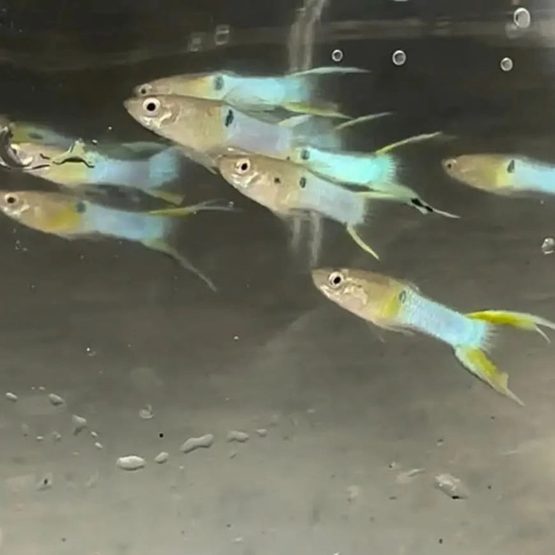 Blue Double Sword Endler Pair