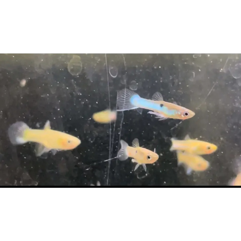 Blue Endler Pair - Locally Bred
