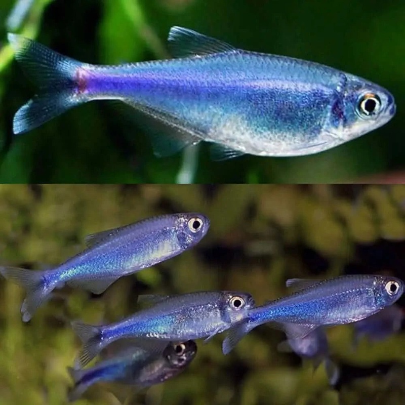BLUE KING TETRA 2CM