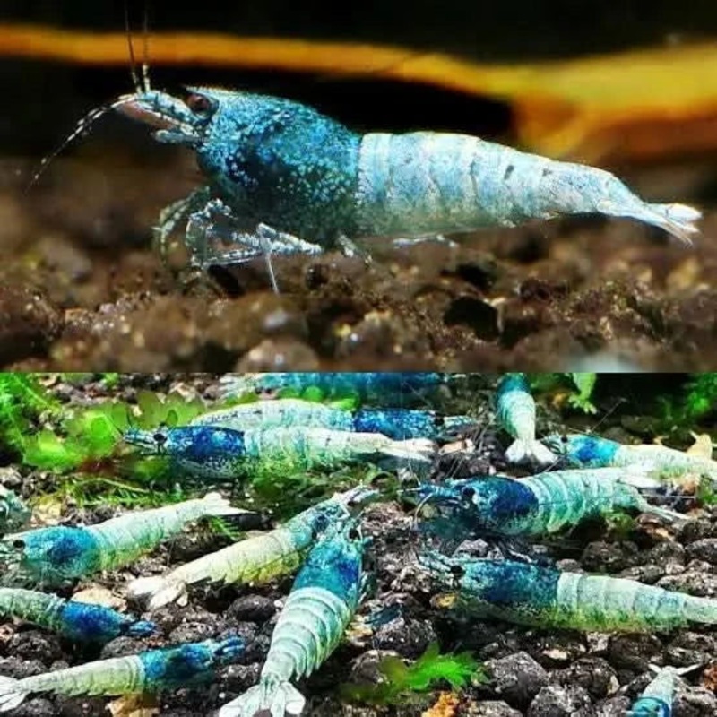 Blue Steel Shrimp - Mix Size/Grade