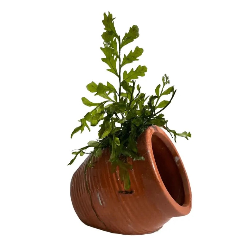 Ceramic URN With Bolbitus