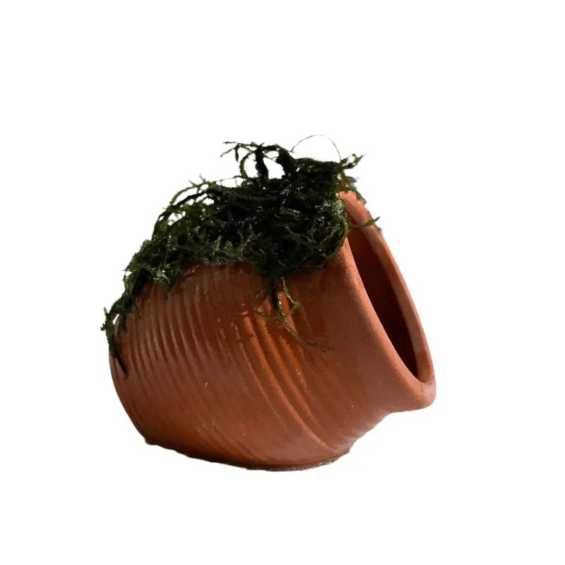 Ceramic URN With Moss
