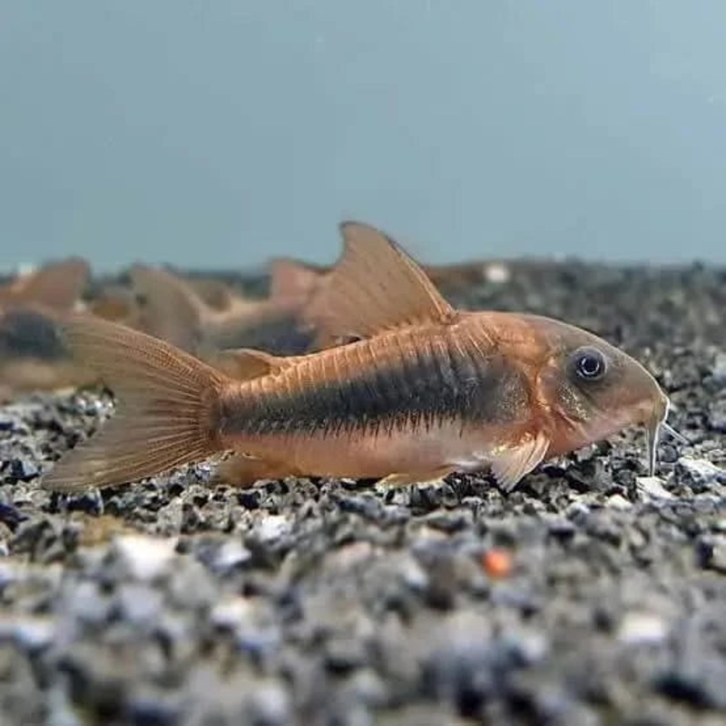 Corydoras Bronze 2cm