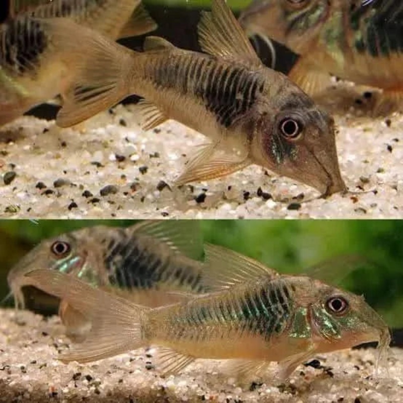 Corydoras Northern long nose cory 3cm