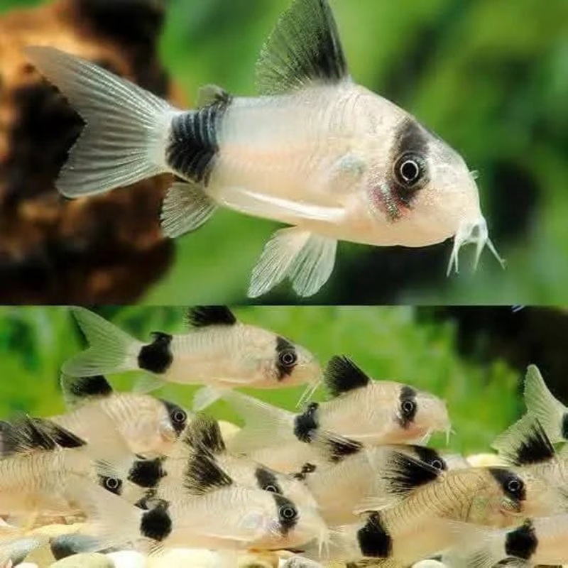 Corydoras Panda 2.5CM