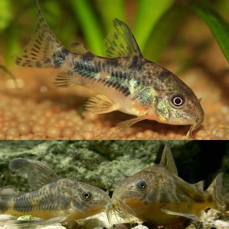 Corydoras Peppered 3cm