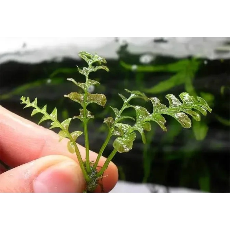 crepidomanes auriculatum Fern