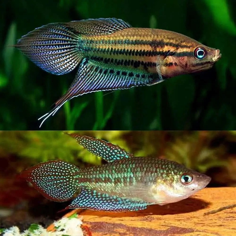 Croaking Gourami (Trichopsis vittata) 2-3CM