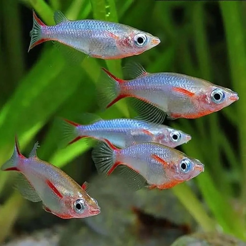 Daisys Blue Rice Fish - Locally Bred