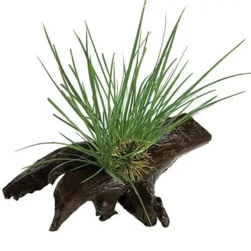 Dwarf Green Rush - Mini Driftwood