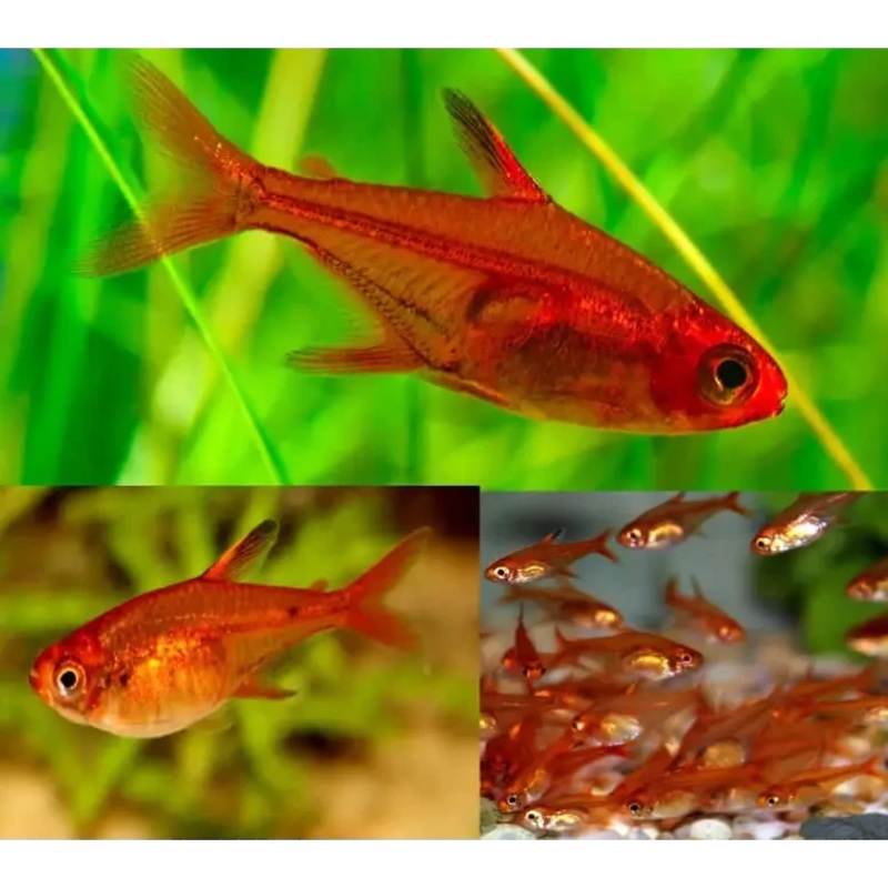 EMBER TETRA 1.5CM