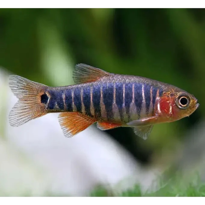 Emerald Dwarf Rasbora - Locally Bred