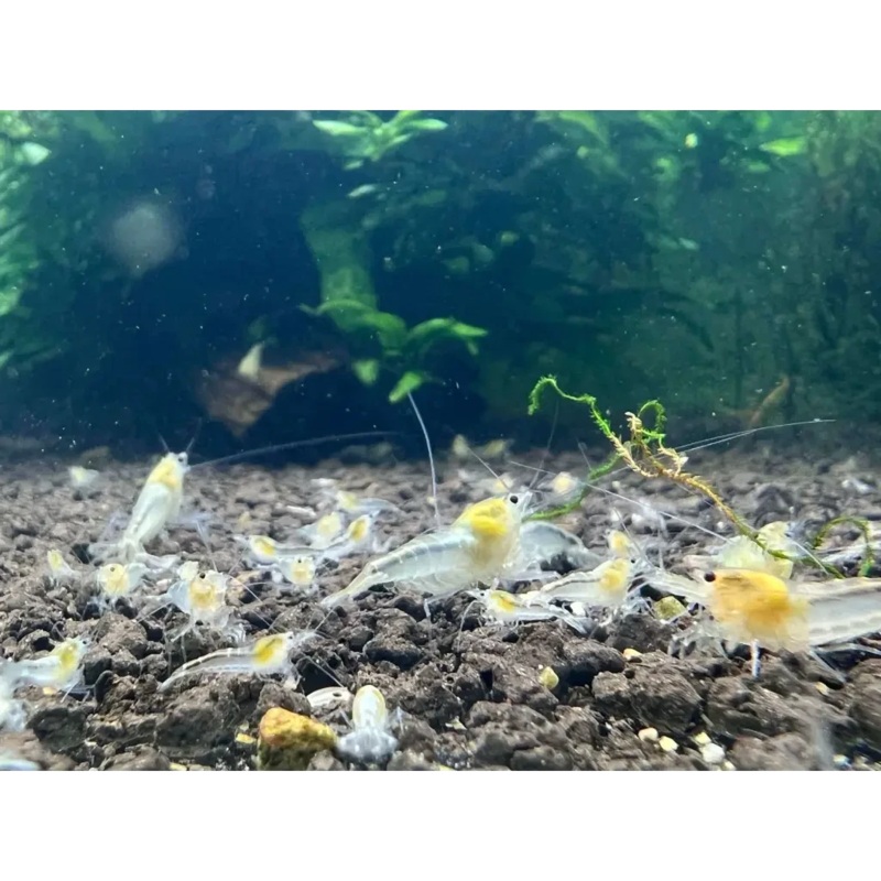 Ghost Bee Shrimp