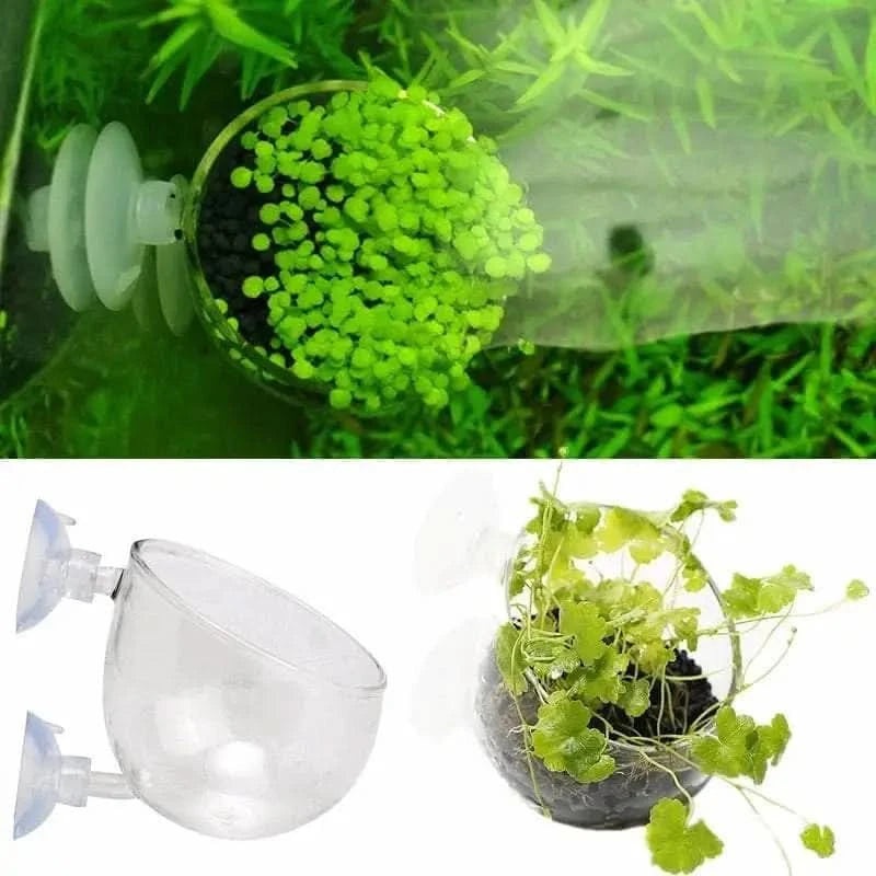 Glass Cultivation Pot With Suction Pot Cup planter ( Pack Of 5 . L(R 17)