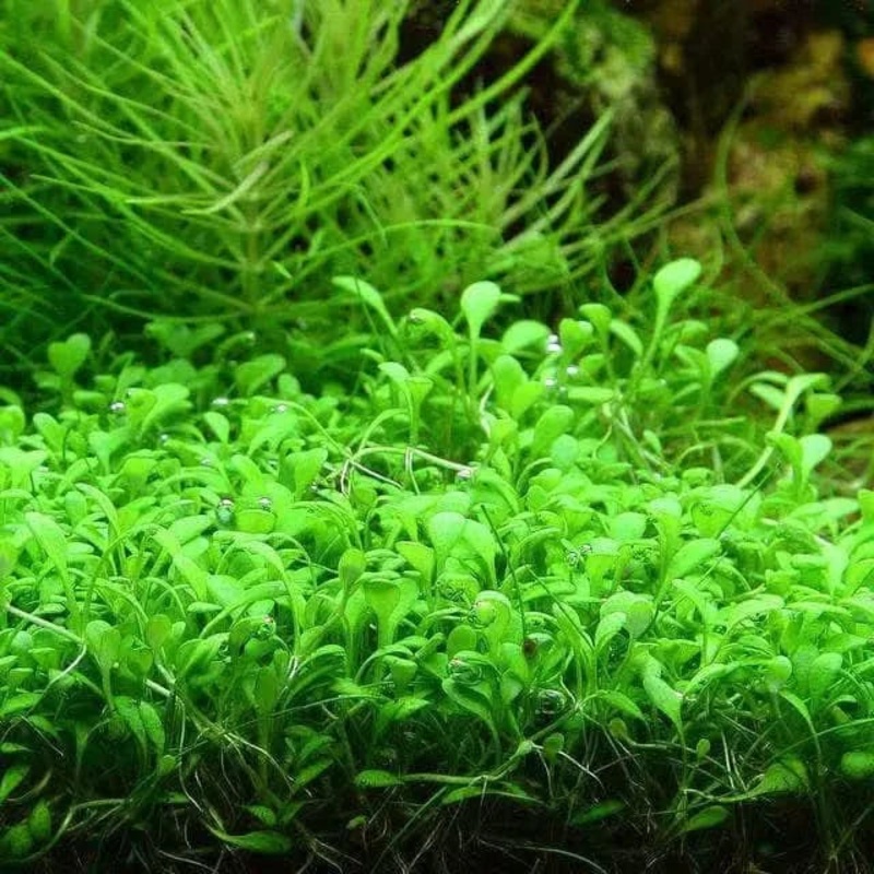 Glossostigma Elatinoides Pot