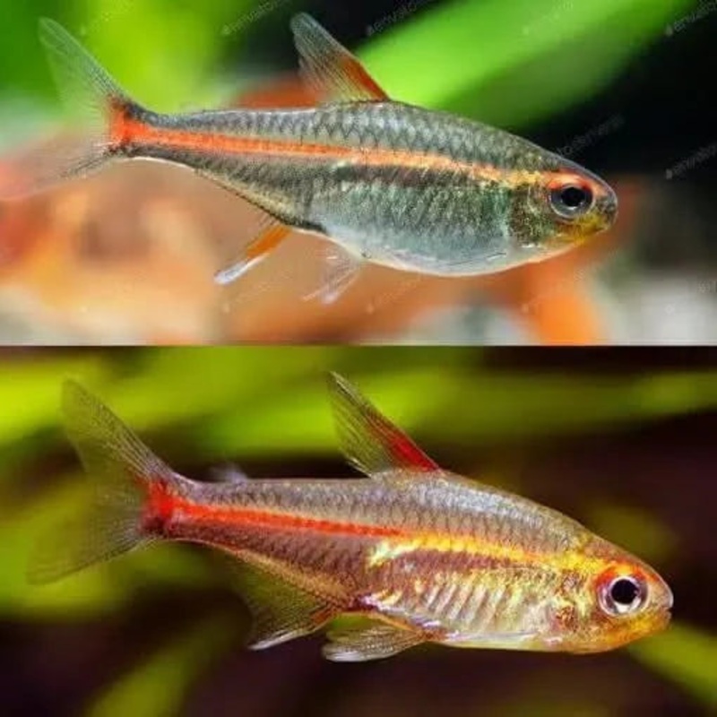GLOWLIGHT TETRA 3CM