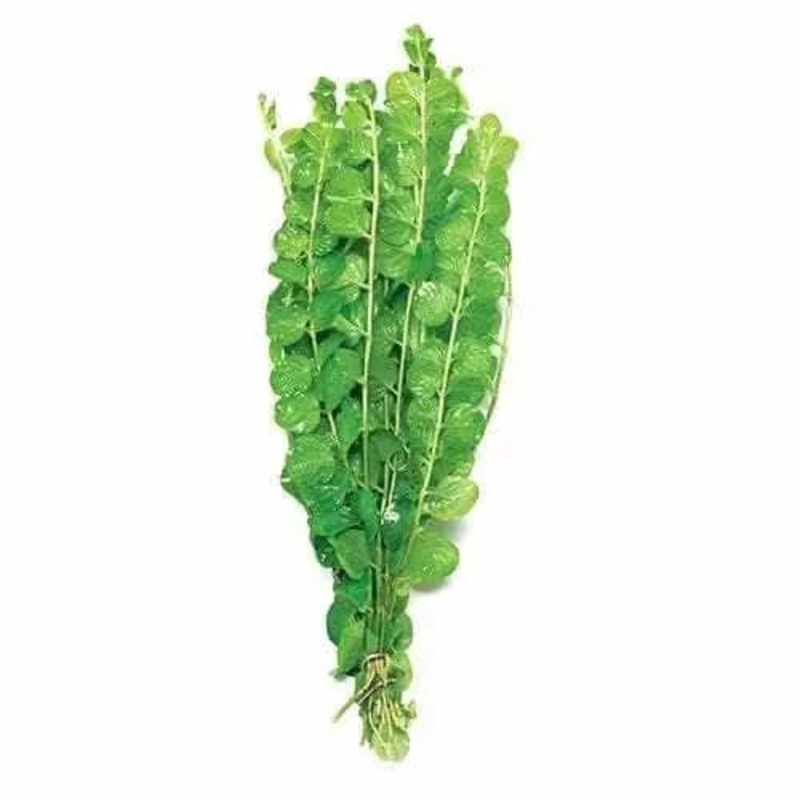GOLD PENNYWORT CUTTINGS