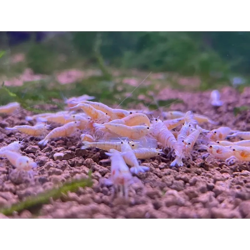 Golden Bee Shrimp