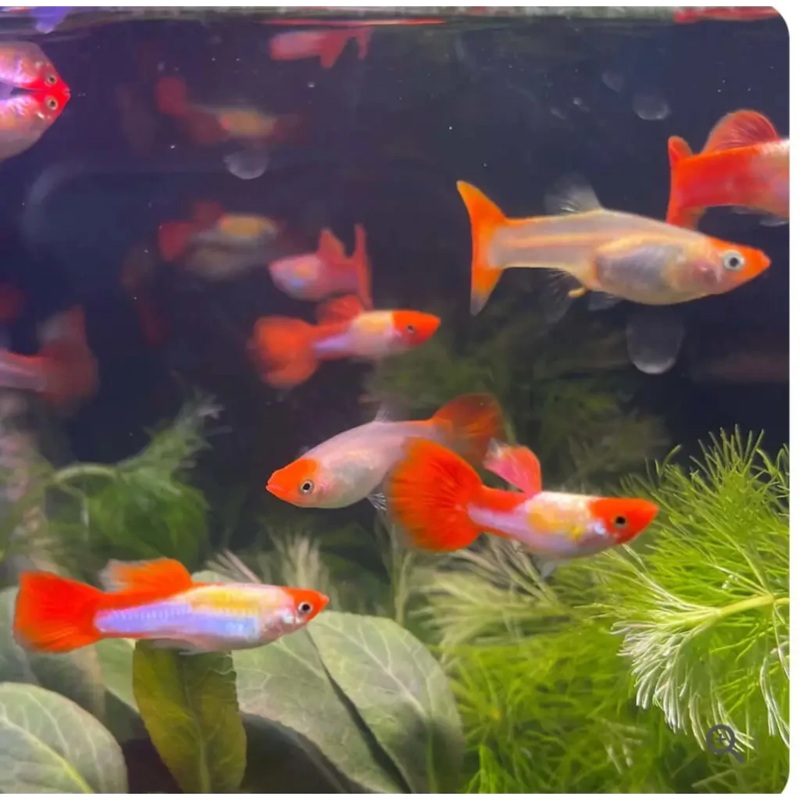 Golden Koi Guppy