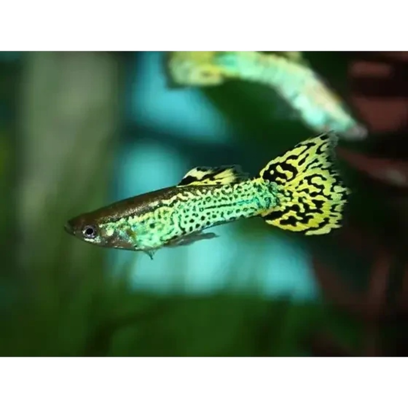 Green Cobra Guppy Pair