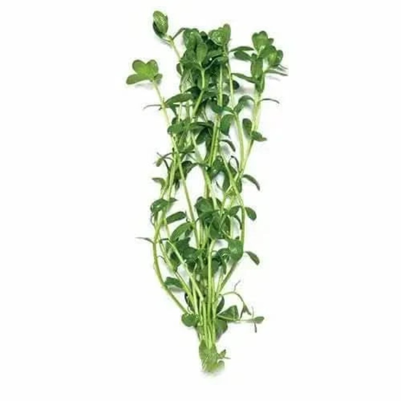 GREEN PENNYWORT CUTTINS