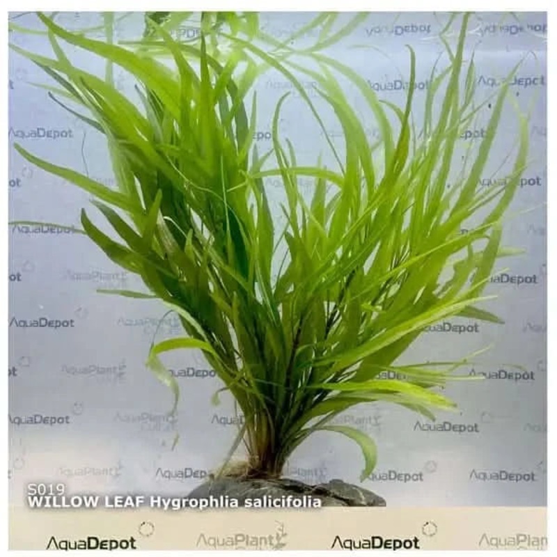 Hygrophila salicifolia submersed/bunch willow leaf