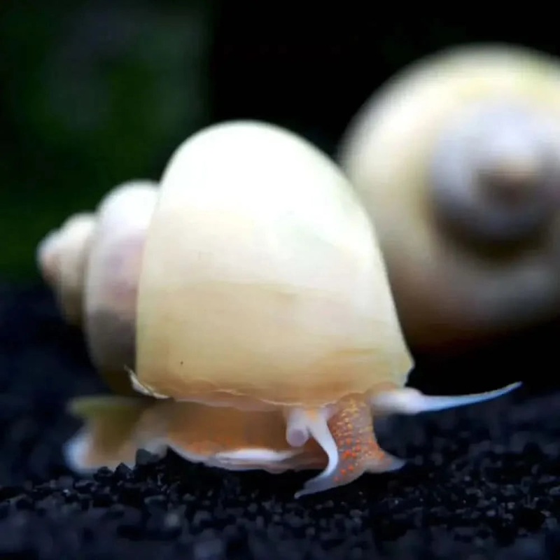 Ivory Mystery Snail