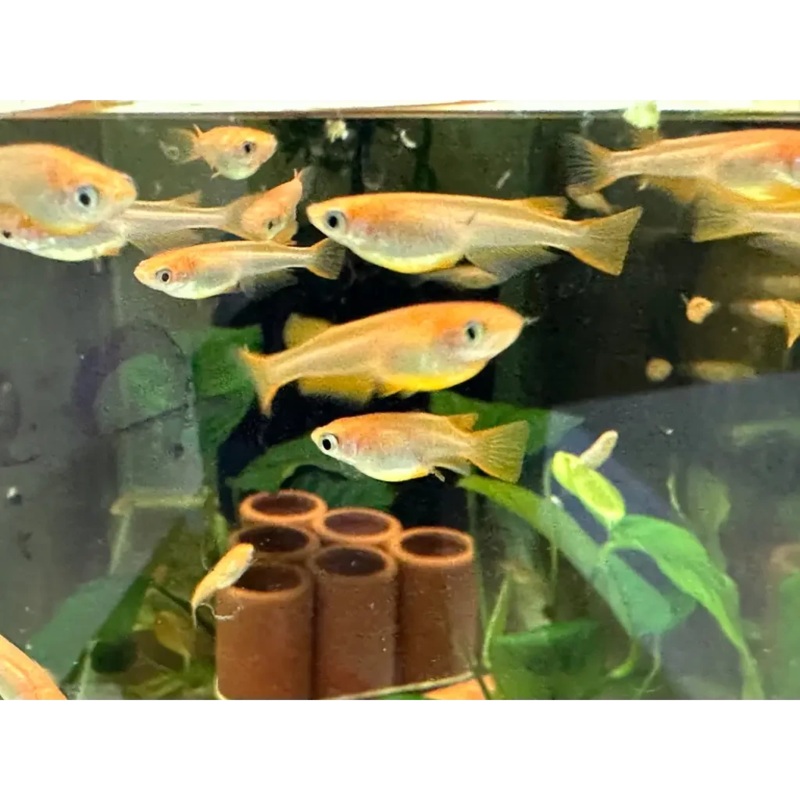 Japanese Rice Fish medaka - Golden - Locally Bred