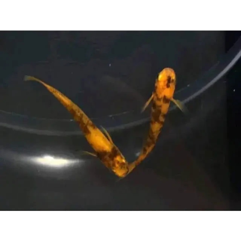 Japanese Rice Fish medaka - Tiger