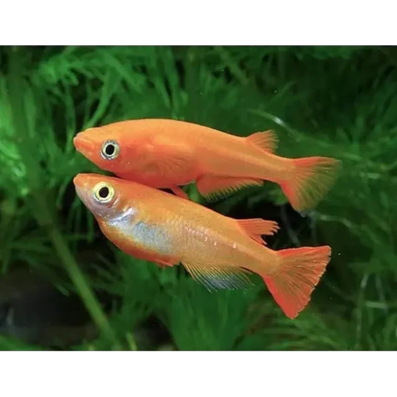 Japanese Rice Fish medaka - Youkihi ( Locally Bred )