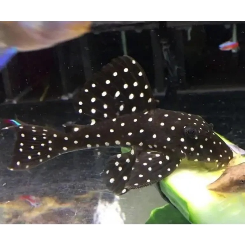 L201 Orinoco Angel Pleco 3-4cm (Hypancistrus sp.)