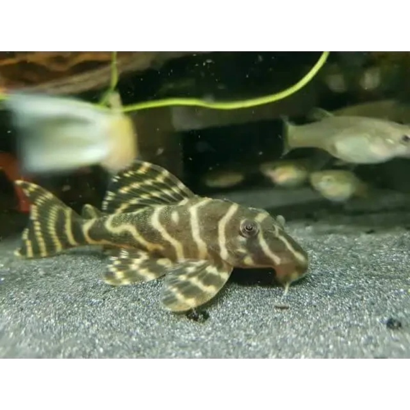 L270 Chocolate Zebra Pleco (Hypancistrus sp.) 6cm - Good Size
