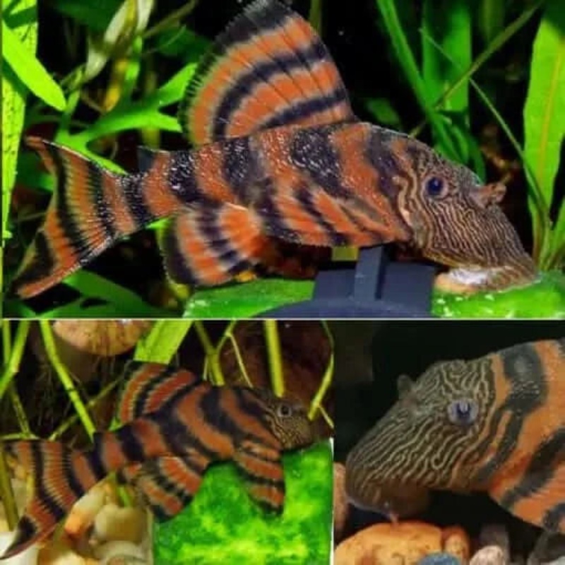 L397 Alenquer Tiger Pleco 3cm (Panaqolus Sp.)