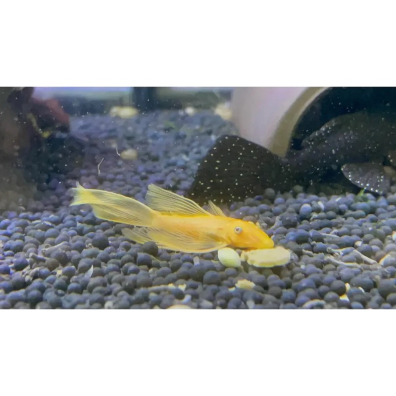Longfin Lemon Blue Eye Bristlenose L144 5cm-6cm - Locally Bred (Good Size)
