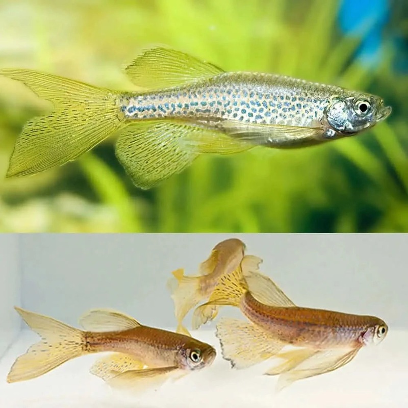 Longfin Leopard Danio (Danio rerio) 3-4cm