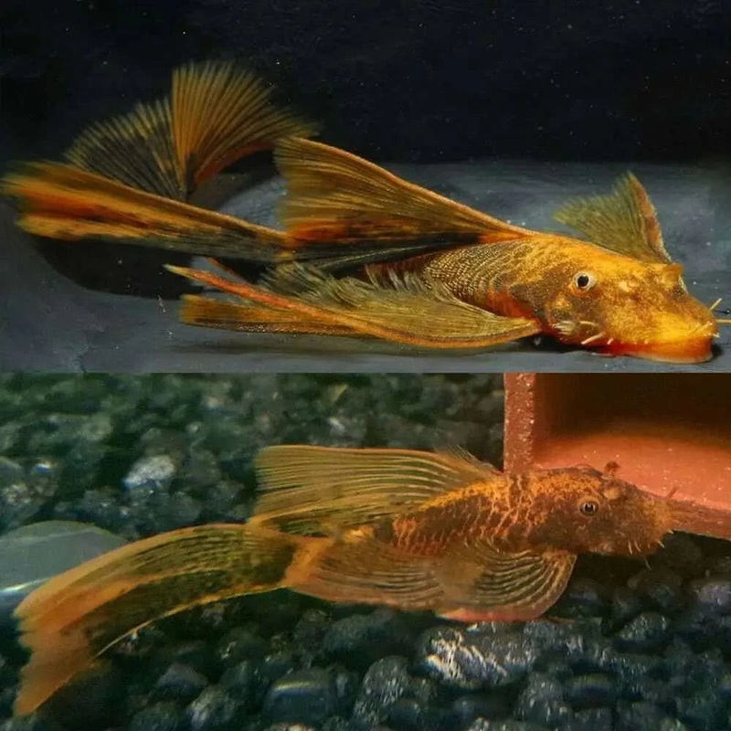 Longfin Marbled Calico Bristlenose Catfish 4cm-5cm - Locally Bred