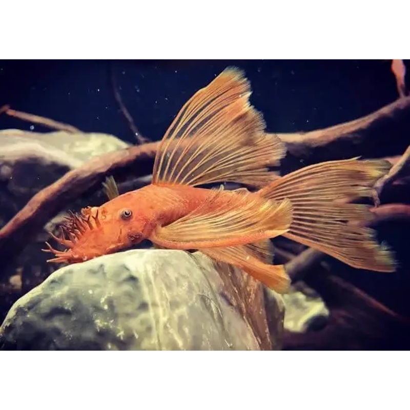Longfin Super Red Bristlenose 5cm-6cm - Locally Bred