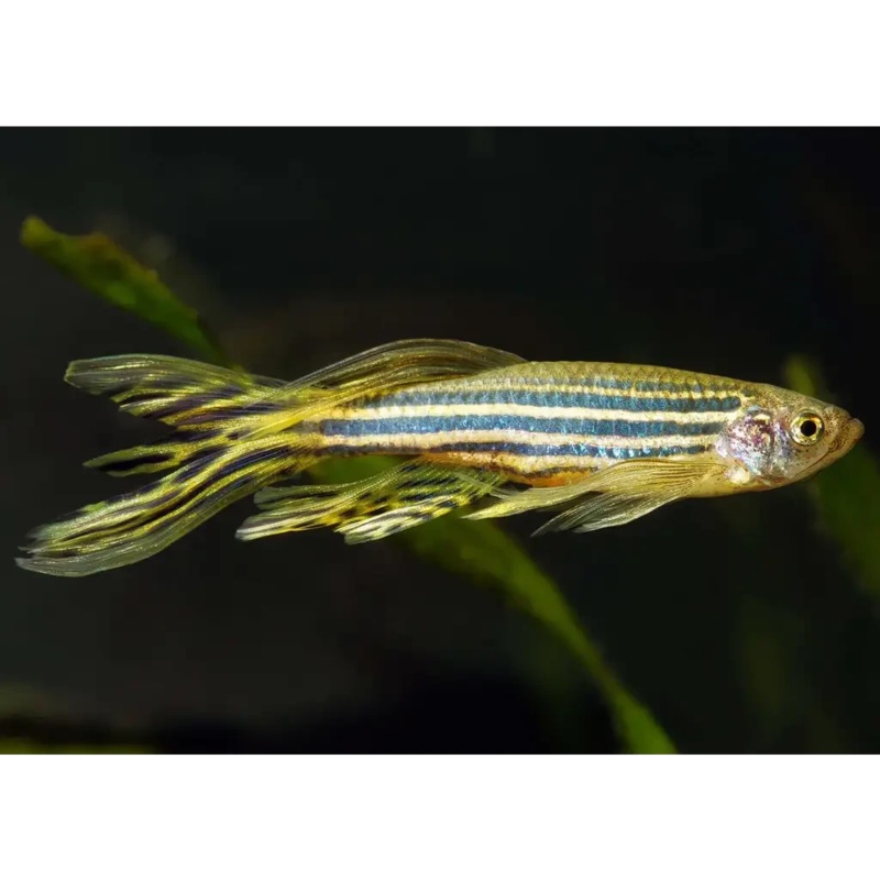 Longfin Zebra Danio (Danio rerio) 3-4cm