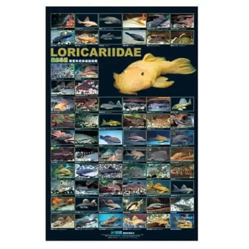 LORICARIIDAE (L NUMBER)  Bristlenose Pleco POSTER