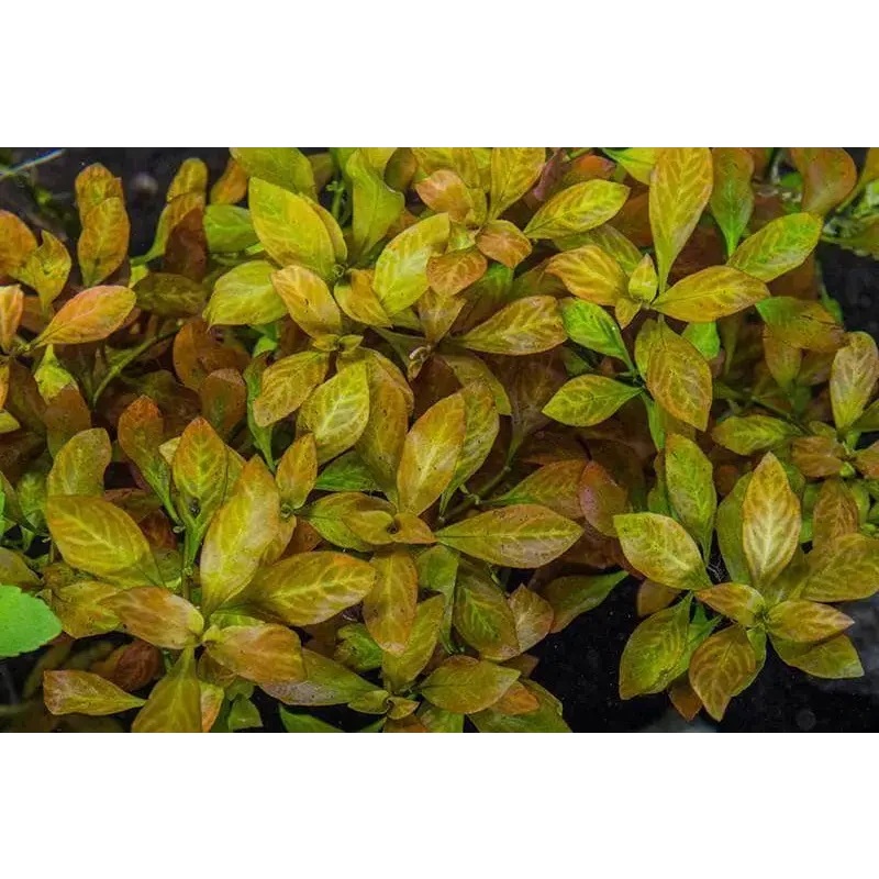 Ludwigia ovalis Pot