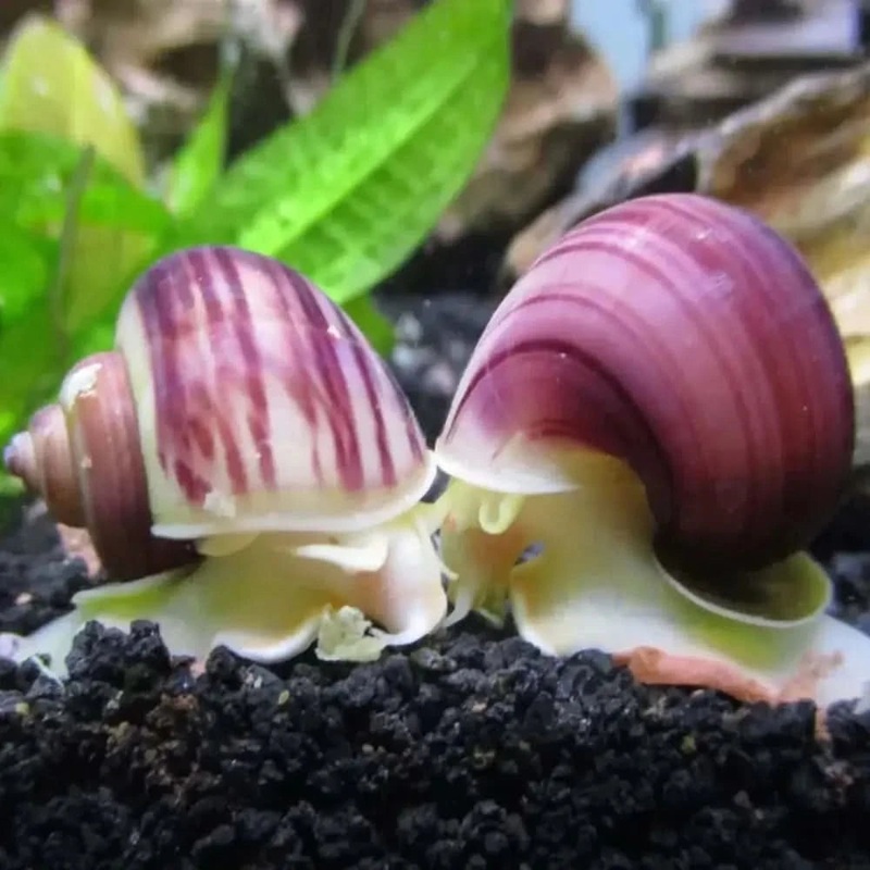 Magenta Mystery Snail