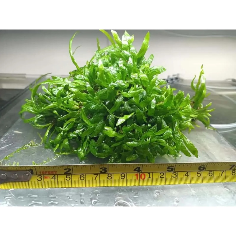 Micro Java Fern - Rare (50 Cent Portion Size)