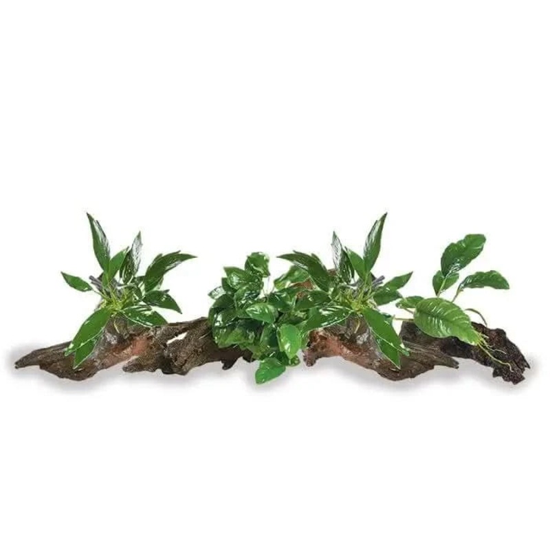Mini Driftwood Anubias - Assorted 4 Pack