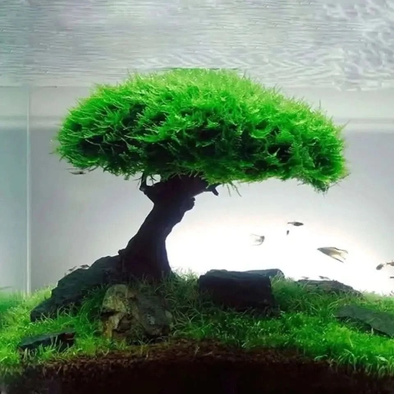 Mini Driftwood Tree ( Moss Not Included ) L(13A,B)